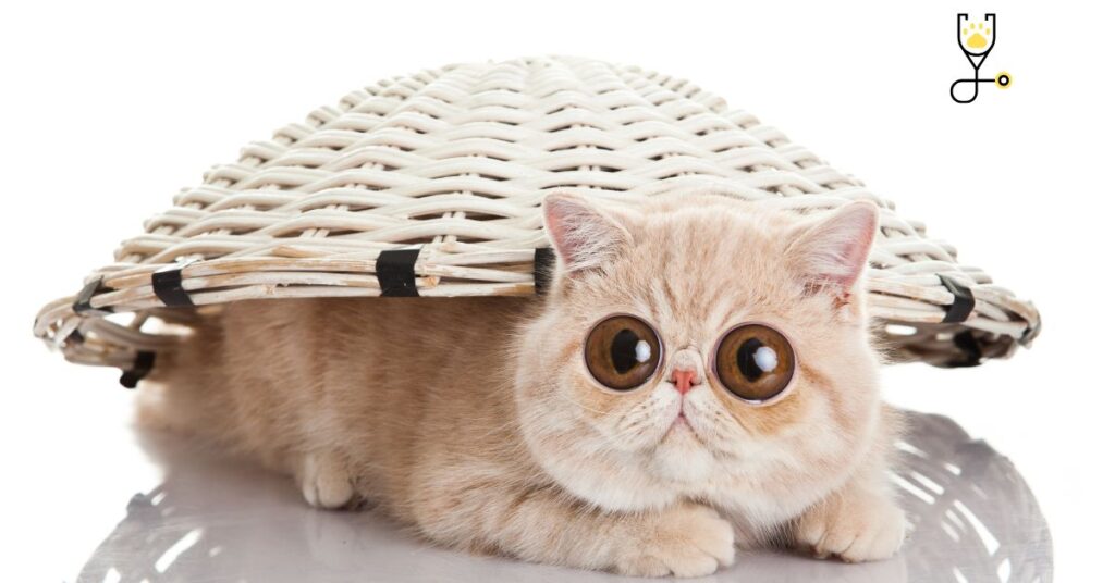 Exotic Shorthair Cat Breed -All you need to know about!