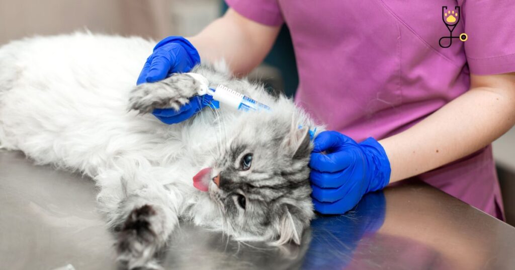 Anemia in Cats?-Symptoms Causes Treatments & Preventions