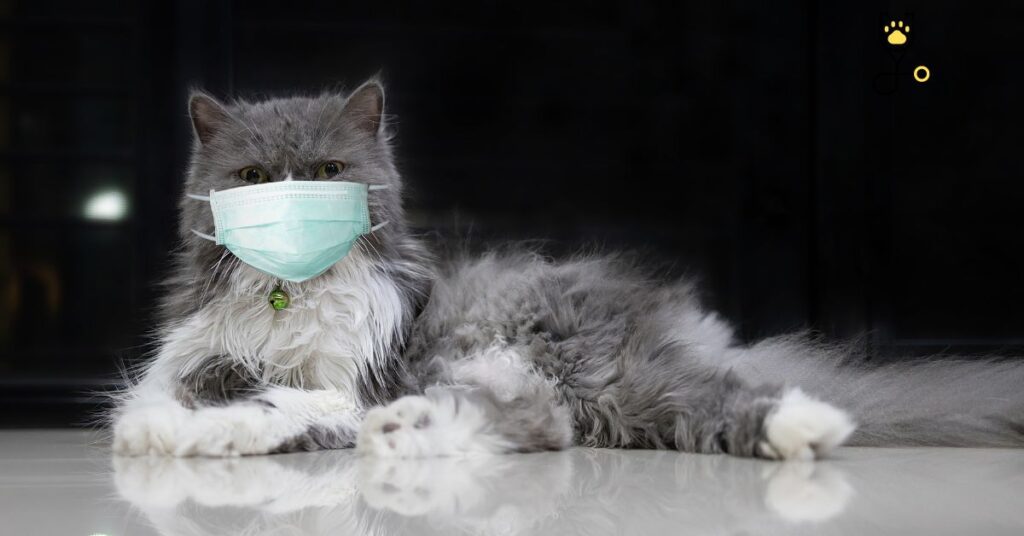 Most Common Disorders and Diseases in cats