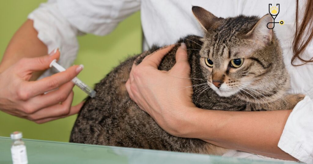 All about Ringworm in Cats-Causes, Treatment, and Prevention