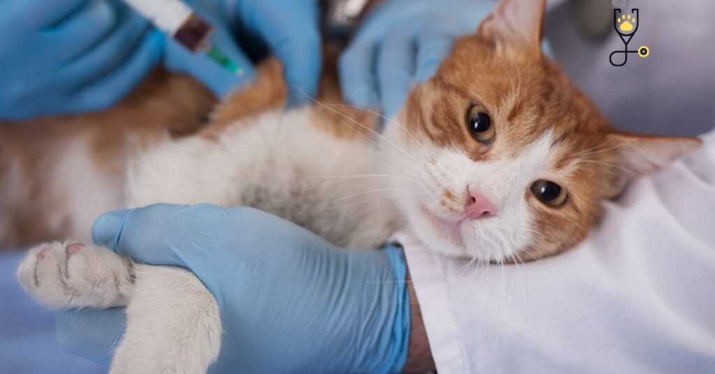 Addison's Disease in Cats-Causes