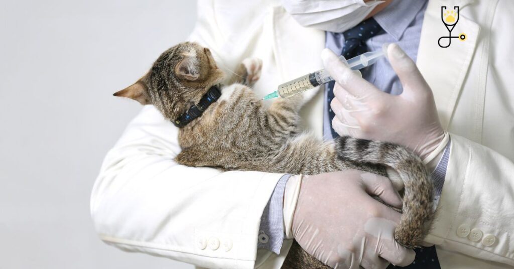 All about Feline Viral Rhinotracheitis (FVR) in Cats?