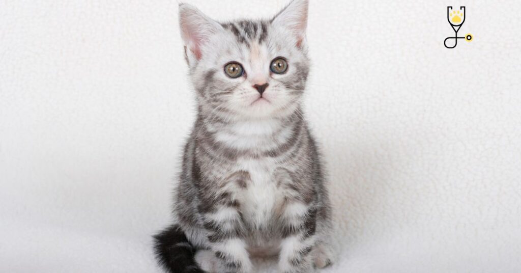 American Shorthair Cat Breeds