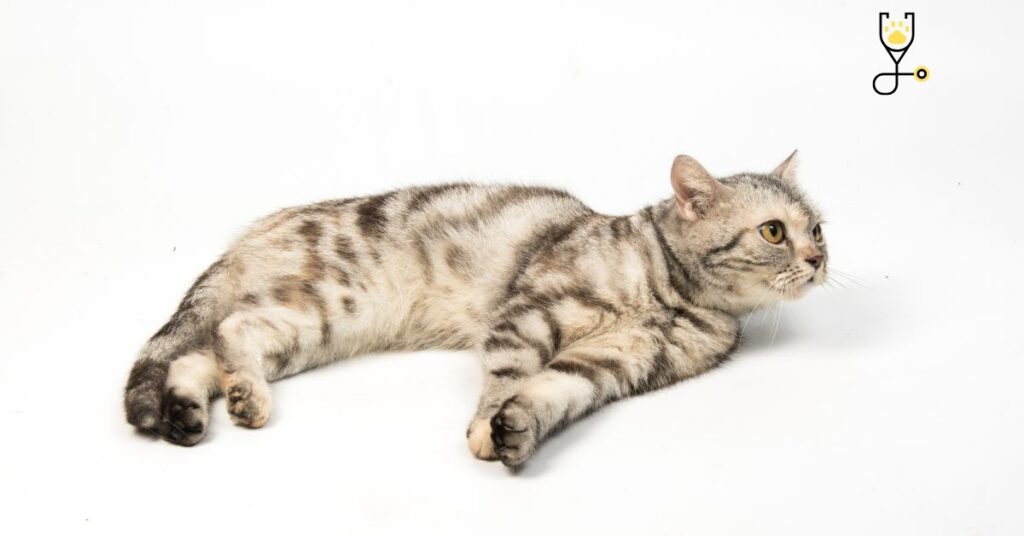 American Shorthair Cat Breeds