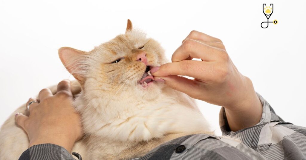 What do you need to know about Abscesses in Cats?