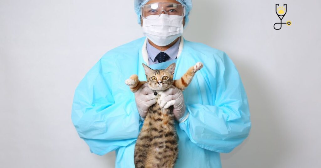 Gastroenteritis in Cats-All you need to know