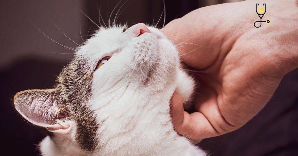 12 facts about the Purring of Cats