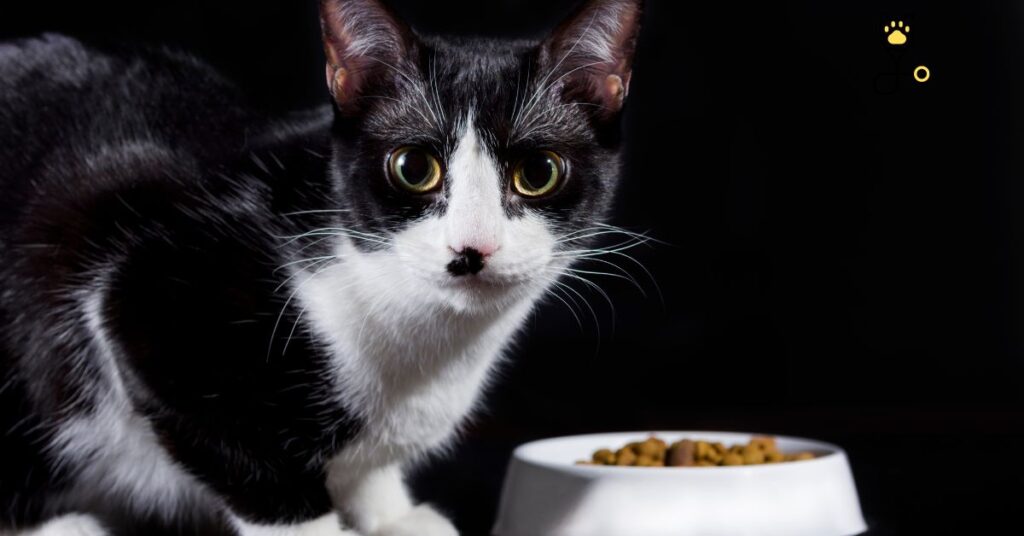 10 Best Diabetic Cat Foods and Tips on Feeding Go Kitties