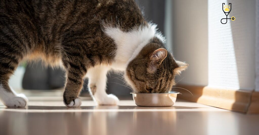 Best Diabetic Cat Foods and Tips on Feeding