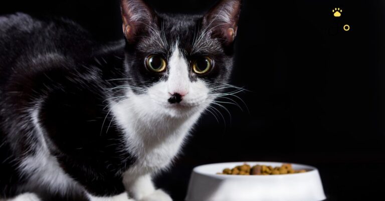 Best Diabetic Cat Foods and Tips on Feeding