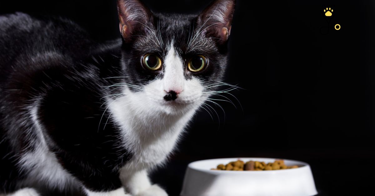 10-best-diabetic-cat-foods-and-tips-on-feeding-go-kitties