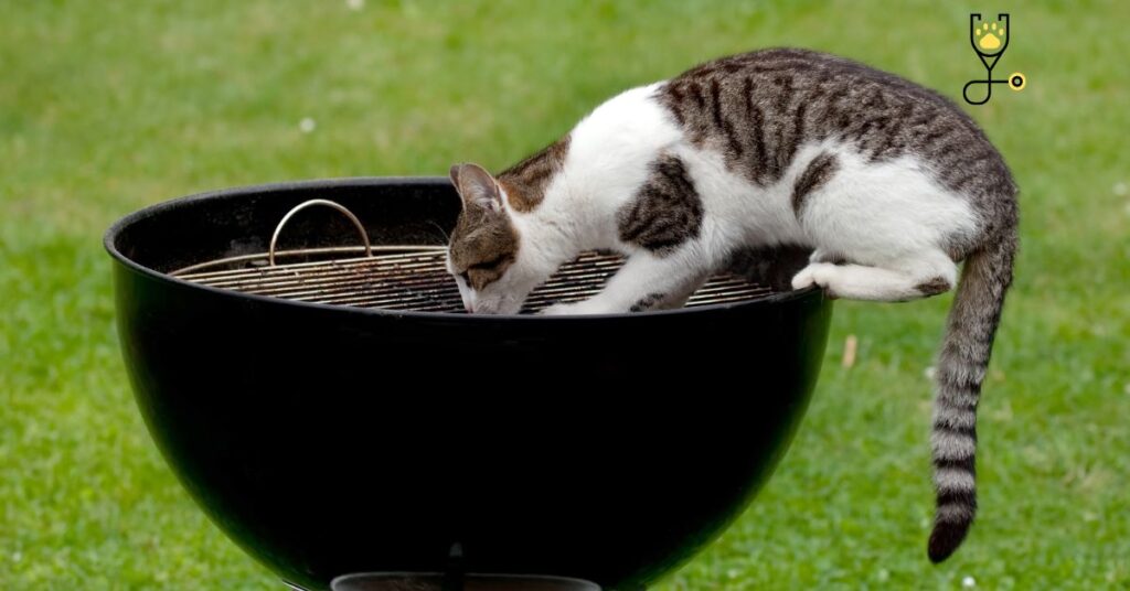 Best Diabetic Cat Foods and Tips on Feeding