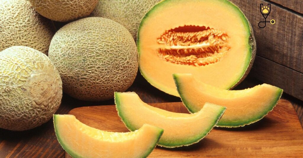  Can Cats Eat Cantaloupe?