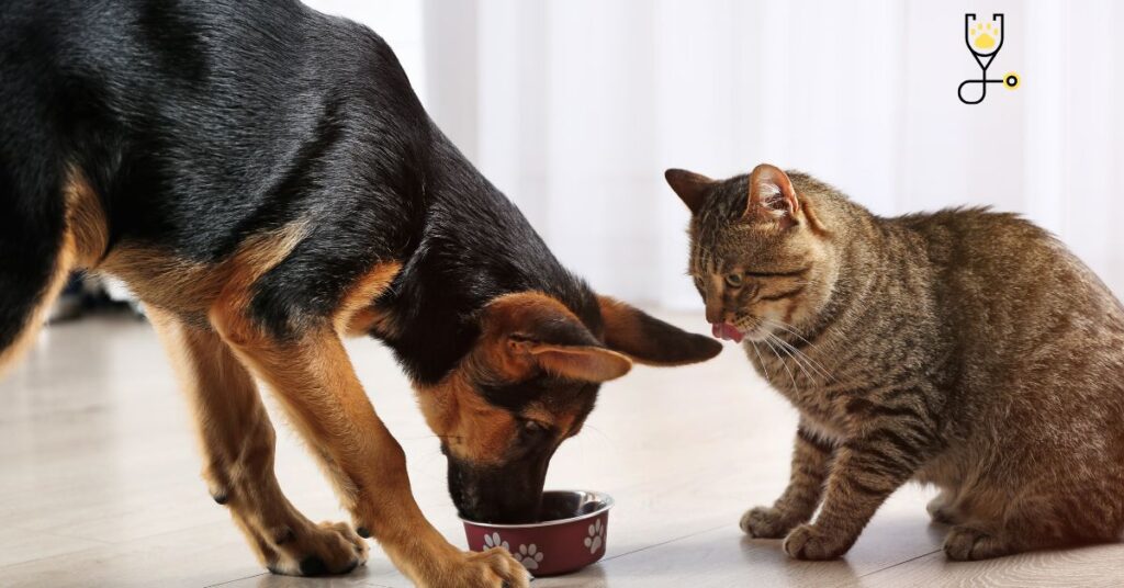 can-my-cats-eat-dog-food-full-guide-go-kitties