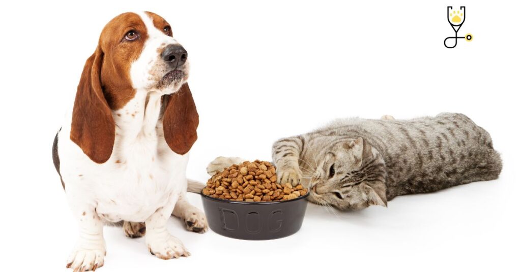 Can My Cats Eat Dog Food?