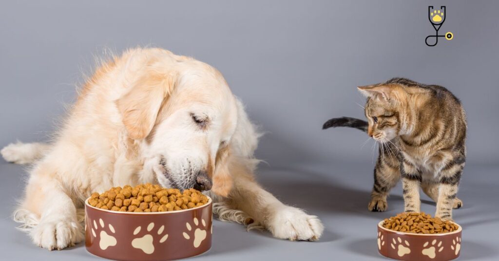 Can My Cats Eat Dog Food?