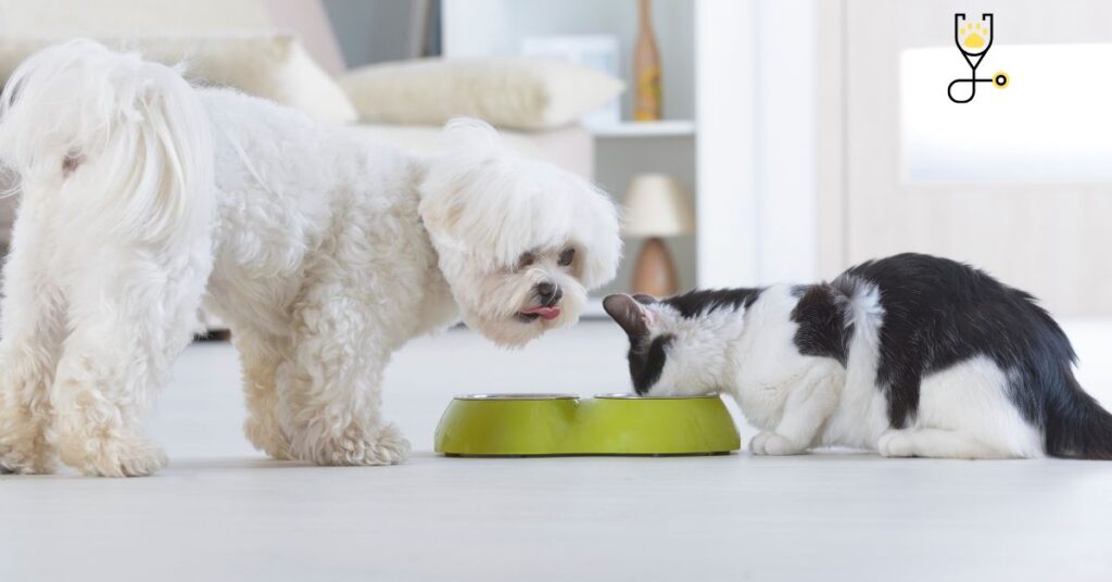 Can My Cats Eat Dog Food?