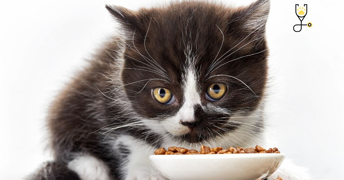 6 Cat Food Ingredients to Avoid