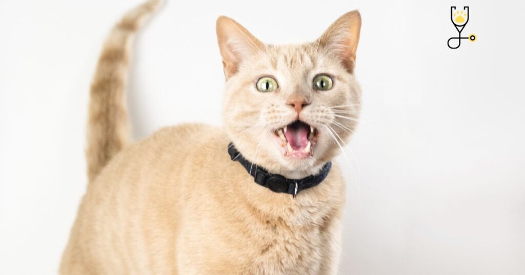 9 Facts About Cats' Meows