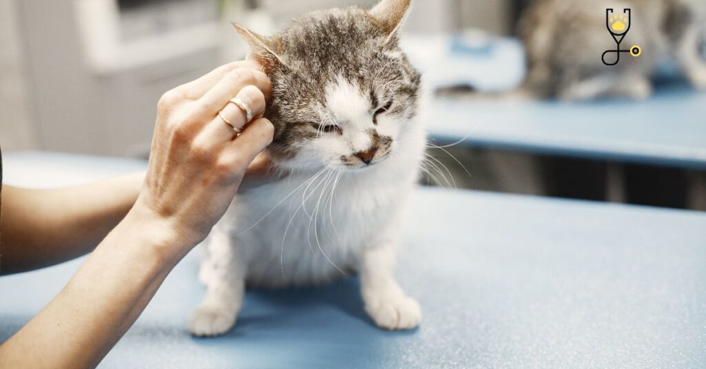 How Cats Speak Through Ear Movements