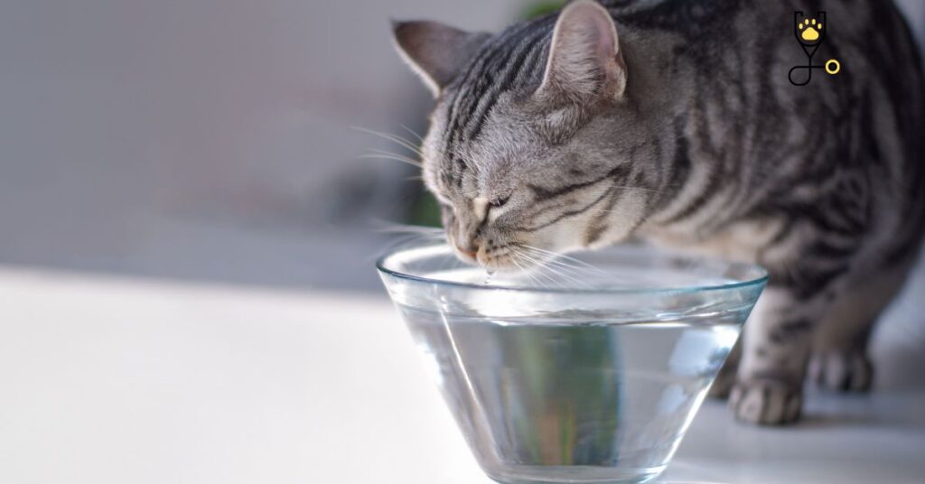 How Much Water Do an Adult Cat And A Kitten Need to Drink?