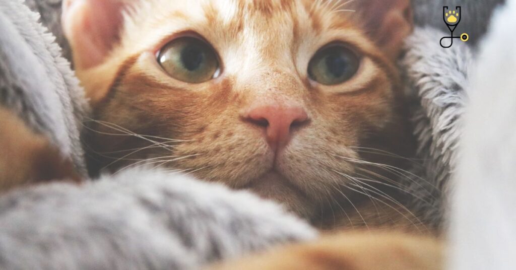 Feline Calicivirus (FCV) In kittens-Causes