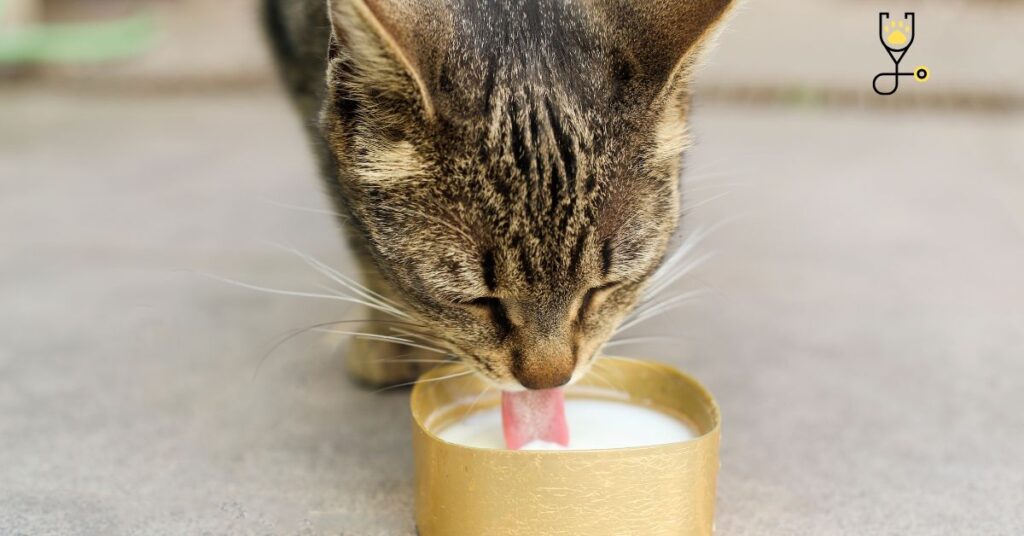 Is Milk Really Healthy for Cats to Drink?