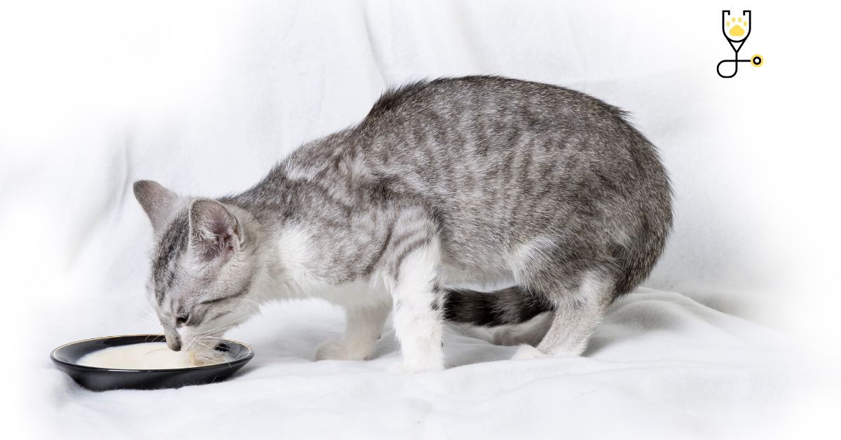 Is Milk Really Healthy for Cats to Drink?