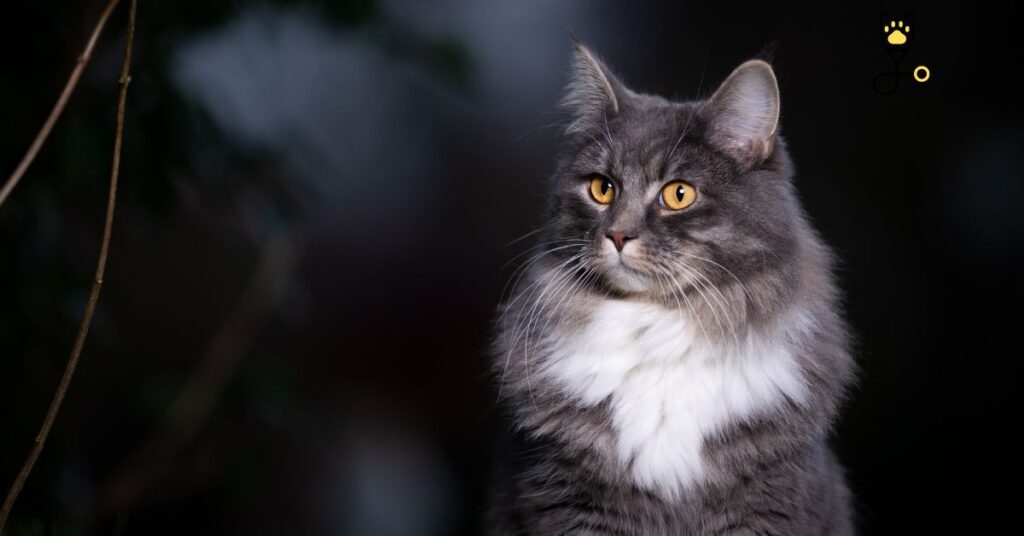 12 Cat's Behavioral Myths-Full researched