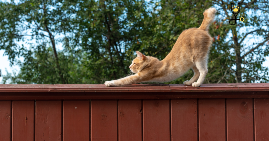 12- Reasons Why Cats Like High Places?
