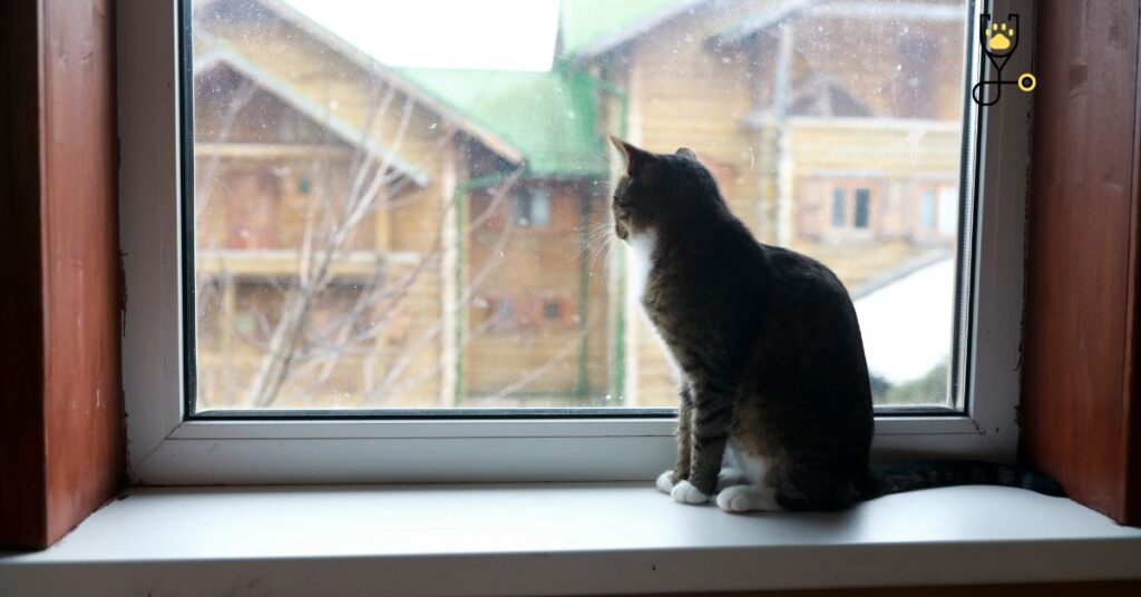 Why Cats Love Bathrooms