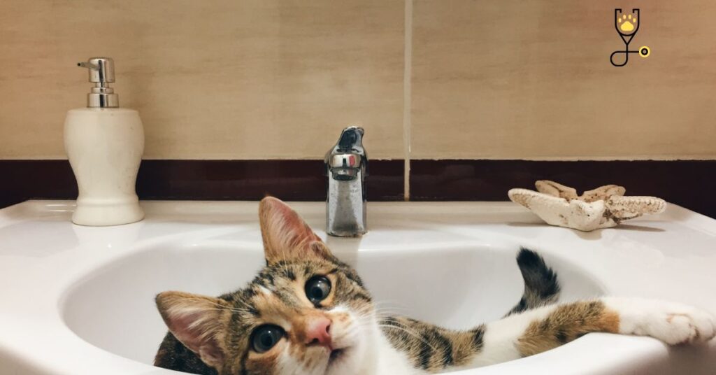 Why Cats Love Bathrooms