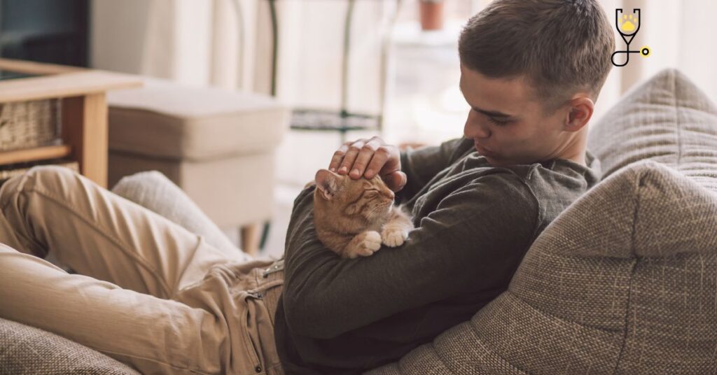 13 Reasons Why Do Cats Like Being Pets? Go Kitties