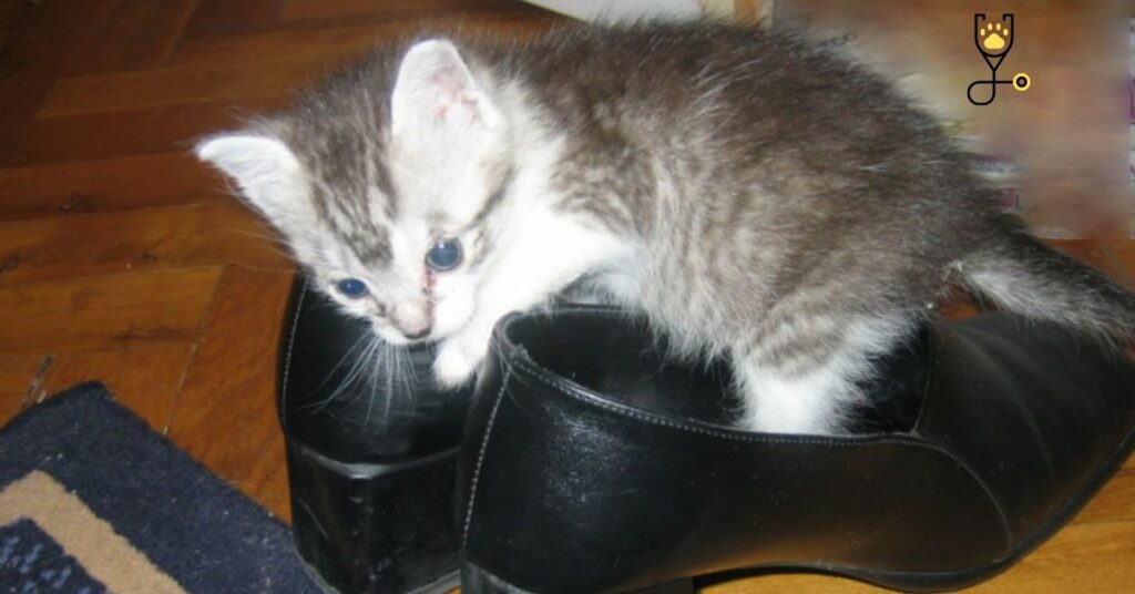 10 Reasons Why Do Cats Like Shoes?