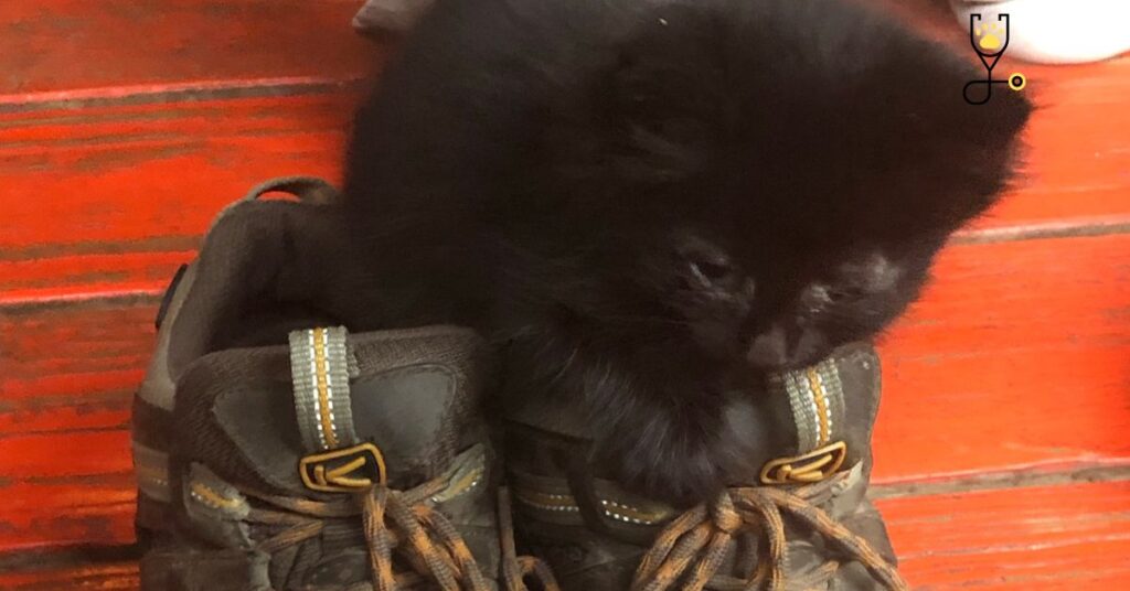 10 Reasons Why Do Cats Like Shoes?