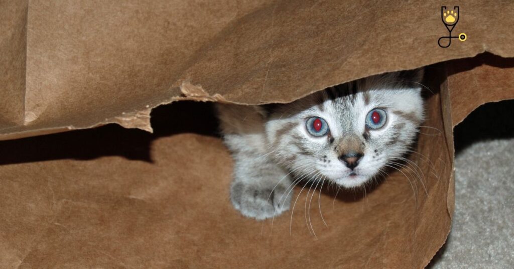 Why Do cats hide?