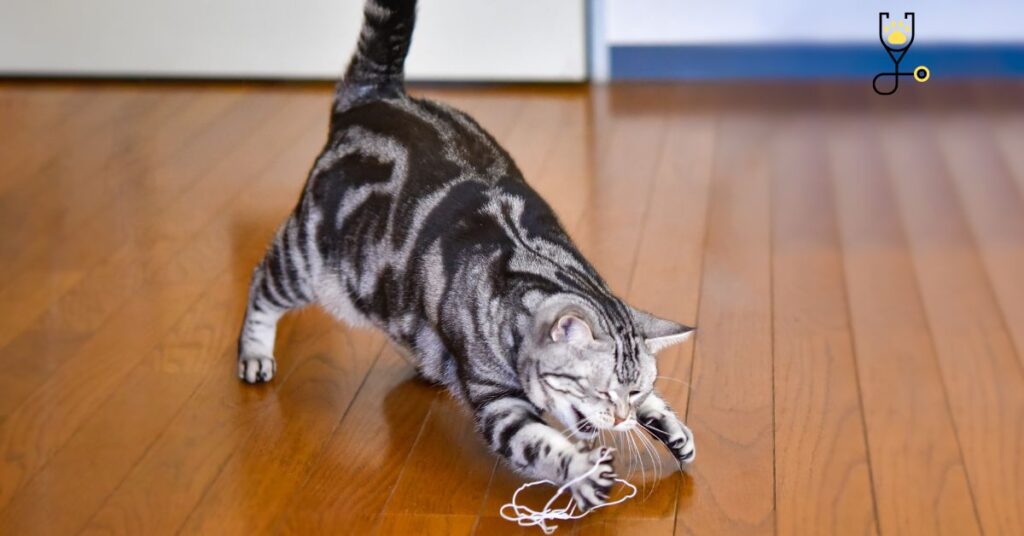 Stop Your Cat From Chewing Electrical Cords