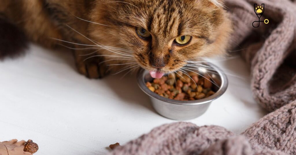 Tips To Buy Food and Water Bowls For Your Cat