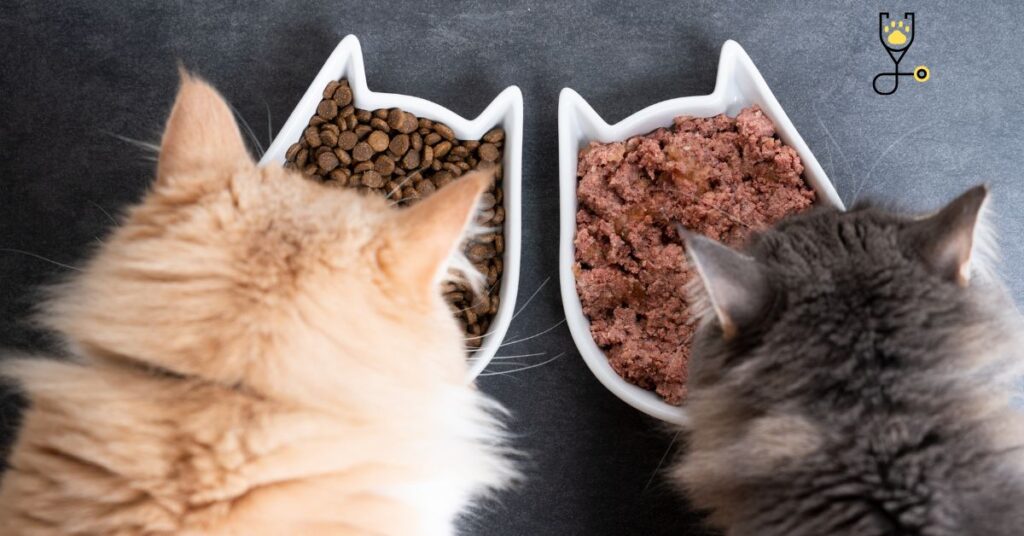 Tips To Buy Food and Water Bowls For Your Cat