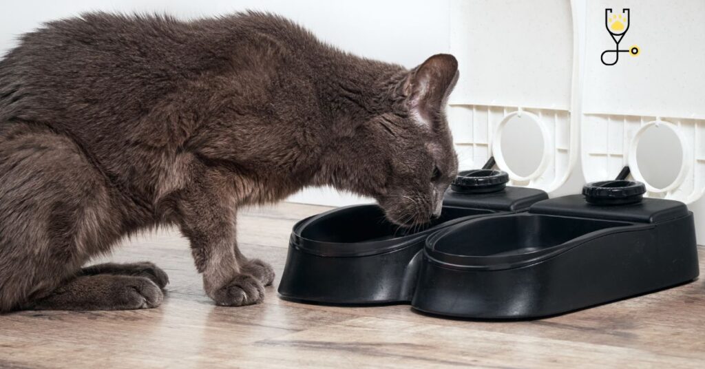 Tips To Buy Food and Water Bowls For Your Cat