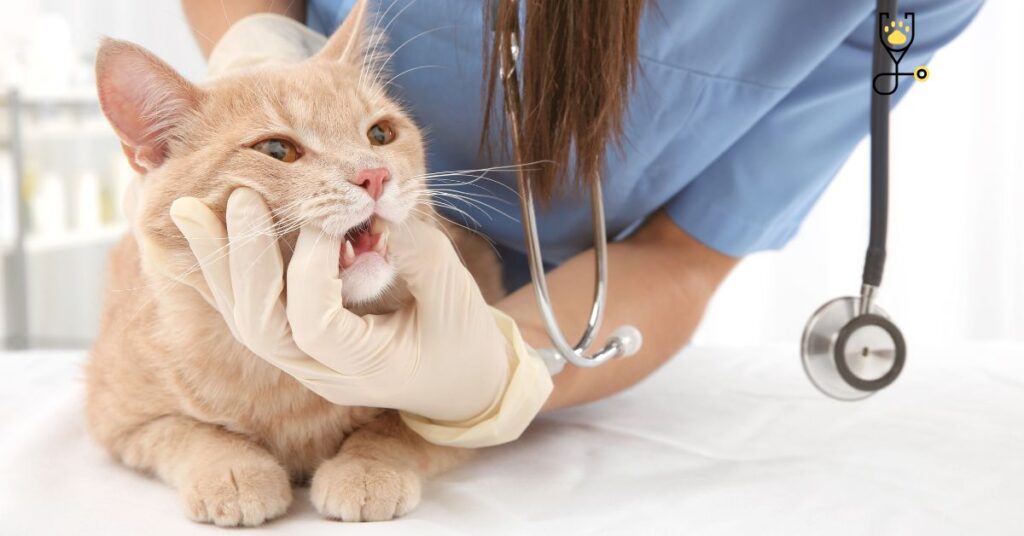 Gingivitis in kittens-Causes
