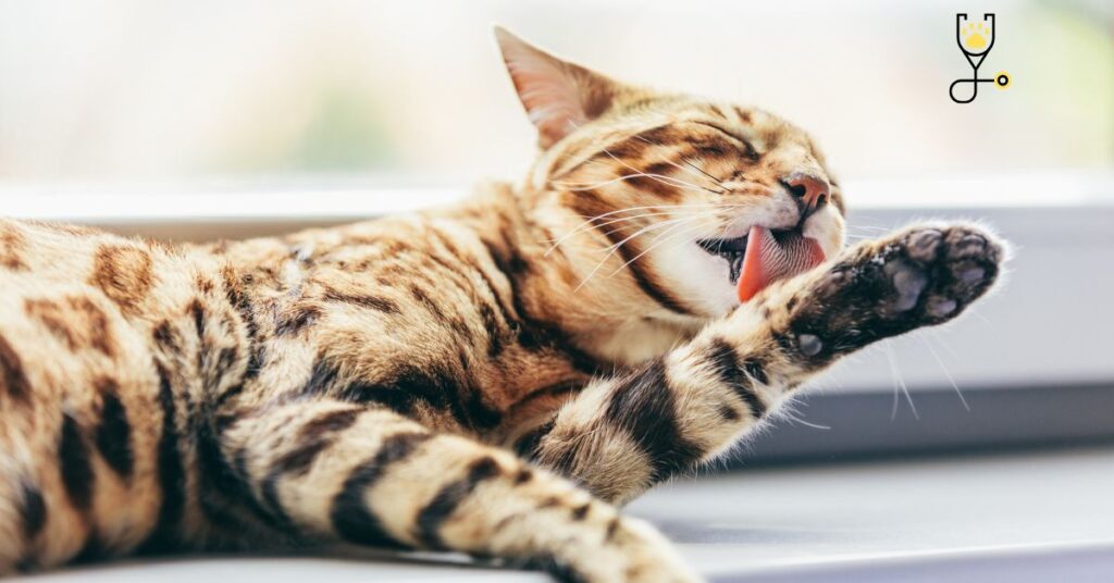 Why Do Cats Groom and Lick Themselves So Often?