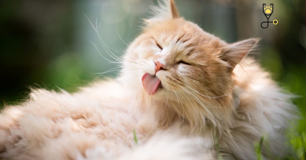 Why Do Cats Groom and Lick Themselves So Often?