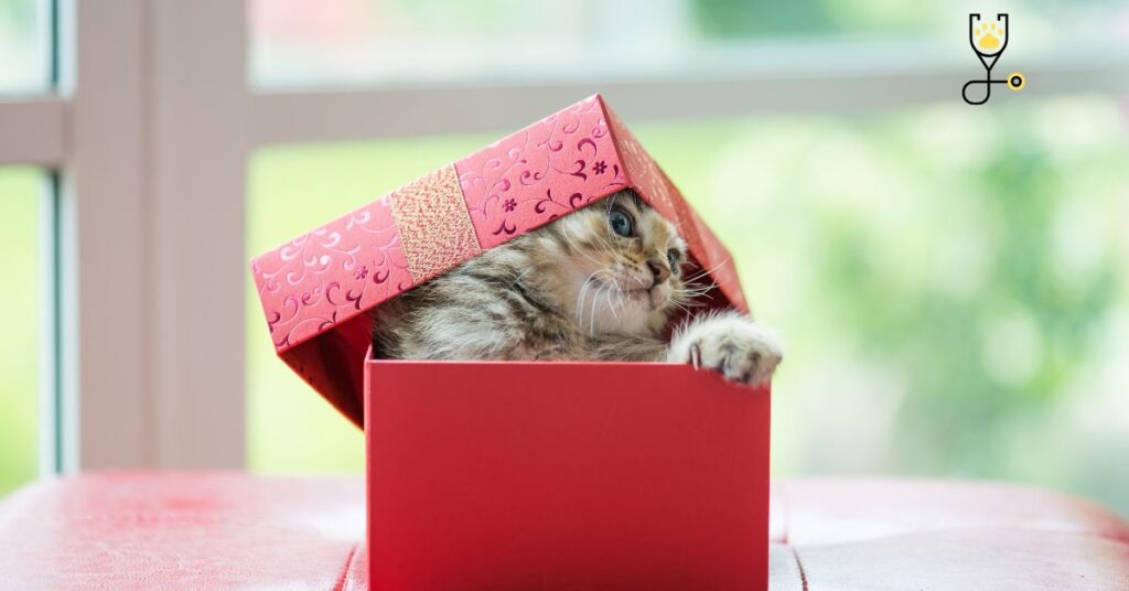 12 Reasons Why Do Cats Like Boxes?