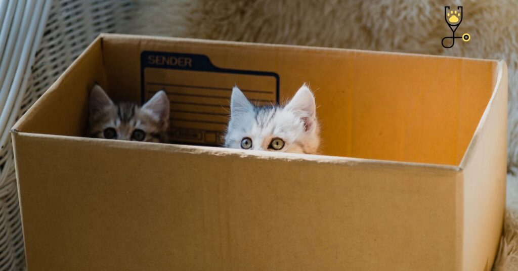 12 Reasons Why Do Cats Like Boxes?