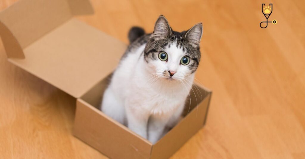 12 Reasons Why Do Cats Like Boxes?
