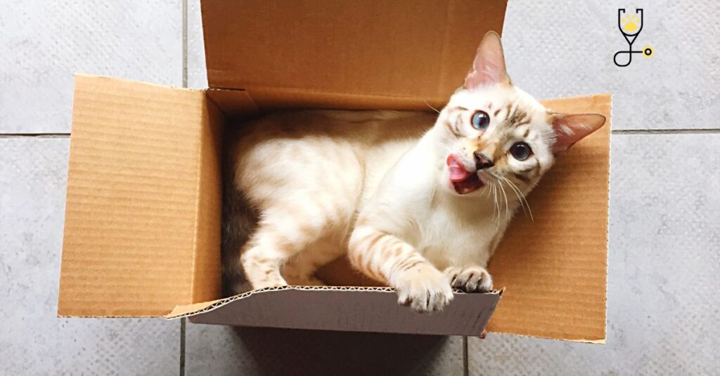 12 Reasons Why Do Cats Like Boxes?