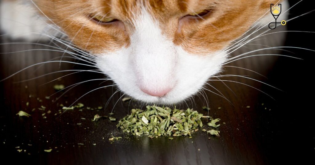 Why Do Cats Like Catnip?