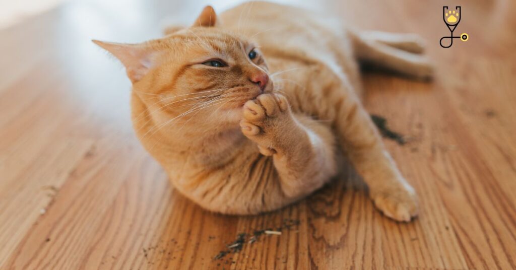 Why Do Cats Like Catnip?