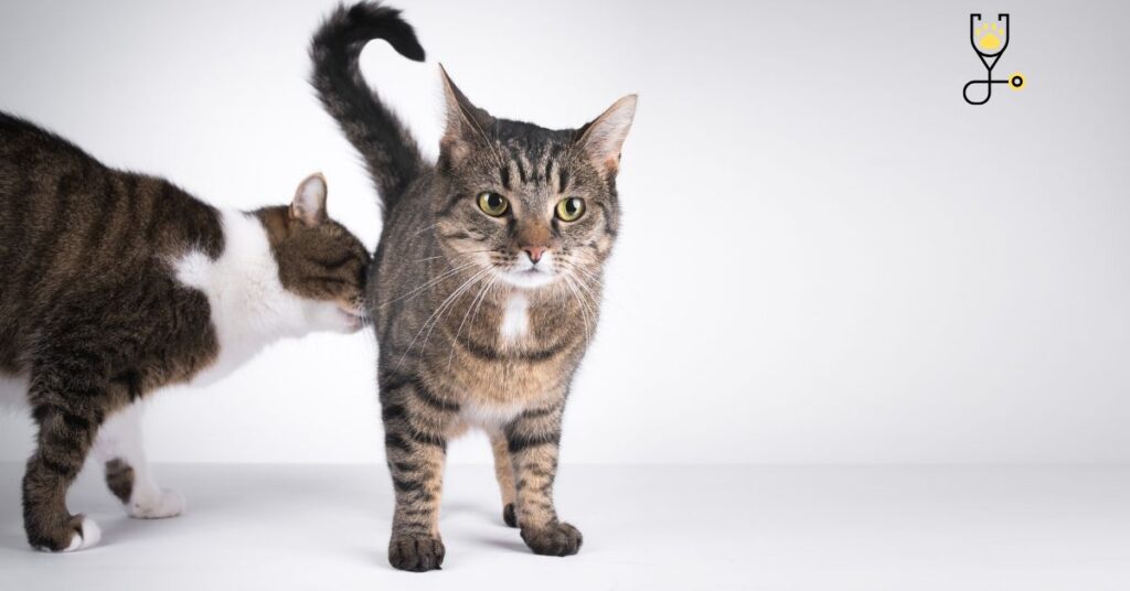 11 Reasons Why Do Cats Show Their Butts?